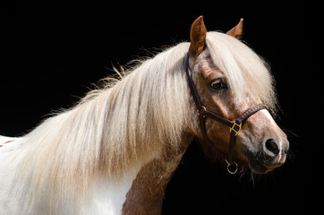 Classic Pony im Portrait im Studio