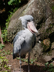 Portrait of Shoebill. The shoebill (Balaeniceps rex) also known as whalehead, whale-headed stork, or shoe-billed stork, is a very large stork-like bird.
