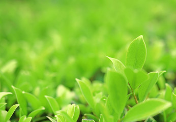 Fresh green nature tree leaves on blurred background in the morning sunlight. Natural background with copy space.