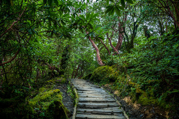 Fototapeta na wymiar Wooden trail through green forest