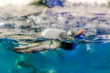 Penguin floating underwater, Auckland, New Zealand