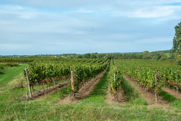 Fototapeta na wymiar vigne dans le bordelais