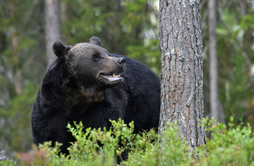 Brown bear with open mouth in the summer pine forest. Green forest natural background. Scientific name: Ursus arctos. Natural habitat. Summer season.