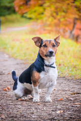 Dog Jack Russell Terrier for a walk in the park. Home pet. Dog walking in the park. Autumn Park.