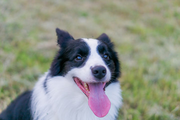 ボーダーコリー　犬