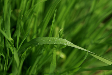 dew of rain, drops of water on a blade of grass against a background of a lush green meadow, close-up
