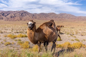 Kyrgyzstan gorges.Sky blue. Mountain valley. Panoramic view. Park, outdoor.