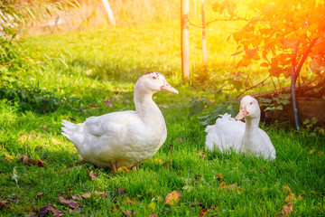 White domestic ducks walk on the green grass in the garden. Poultry