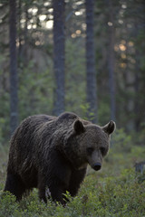Brown bear in the summer forest at sunset. Green pine forest natural background. Scientific name: Ursus arctos. Natural habitat. Summer season. Evening twilight.