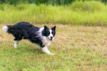 ボーダーコリー　犬