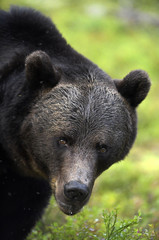 Brown bear in the summer forest. Close up. Vertical. Scientific name: Ursus arctos. Natural habitat. Summer season.