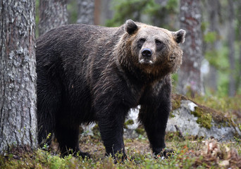 Naklejka na ściany i meble Brown bear in the summer forest. Scientific name: Ursus arctos. Natural habitat. Summer season.