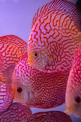 Discus aquarium fish family. Bright tropical fish in a home aquarium.