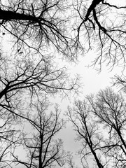 silhouette of a tree