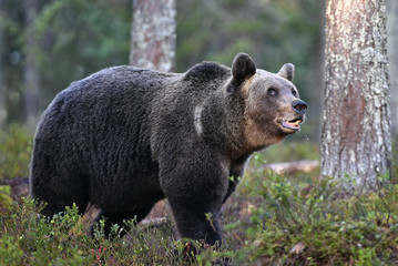 Plakat Brown bear with open mouth in the summer pine forest. Green forest natural background. Scientific name: Ursus arctos. Natural habitat. Summer season.