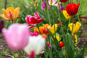 tulips in the garden