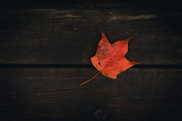 Obraz premium Orange Leaf