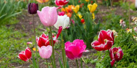 Fototapeta premium field of tulips