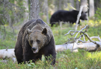 Brown bear in the summer forest. Green forest natural background. Scientific name: Ursus arctos. Natural habitat. Summer season.