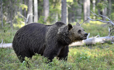 Brown bear in the summer forest.  Scientific name: Ursus arctos. Natural habitat. Summer season.