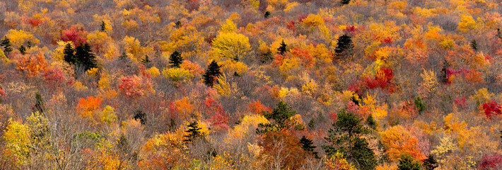 fall foliage