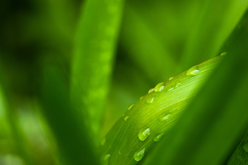 water drops on green grass