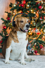 Beagle dog in headphones near decorated Christmas tree waiting for fireworks. protection of animals from an external irritant