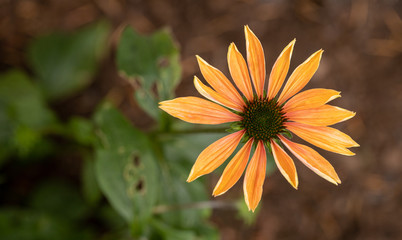 Orange echinacea coneflower in garden