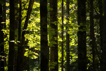 Fototapeta na wymiar Sunlight shining through green leaves in the forest