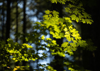 Maple leaves on trees on a sunny day 