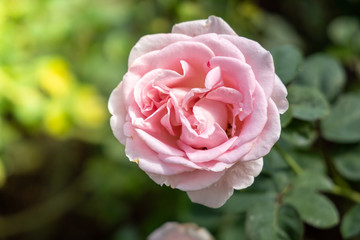Roses in the garden