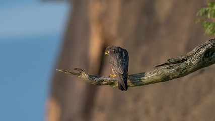A Peregrine Falcon perched on a cliff.