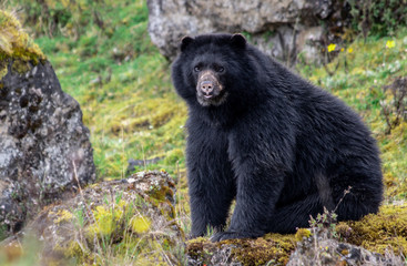 Andean Bear Spectacled Bear in Colombia