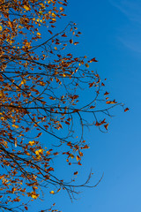 Laubblätter im Herbst