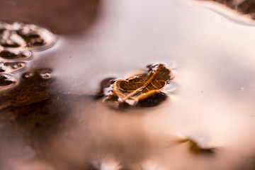  Autumn leaves over the puddles by the last rains