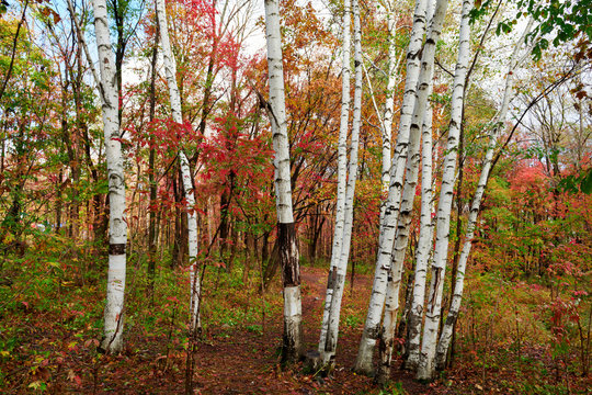 The silver birch trees and red leaves.