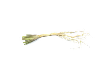 Celery root on white background