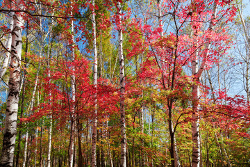 The silver birch trees and red leaves.