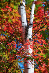 The silver birch trees and red leaves.