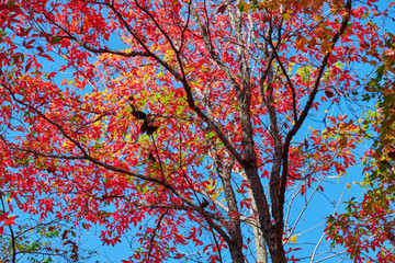 The beautiful autumn senic.