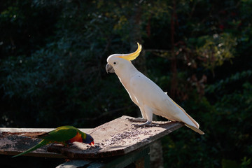 Birds of Queensland