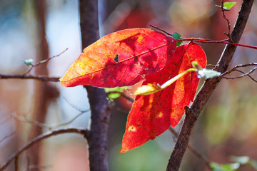 The beautiful autumn senic.