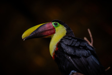 Toucan in Costa Rica Animal Sanctuary
