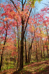 The beautiful autumn senic.