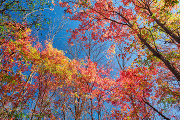 The beautiful autumn senic.