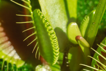 Venus Flytrap closed