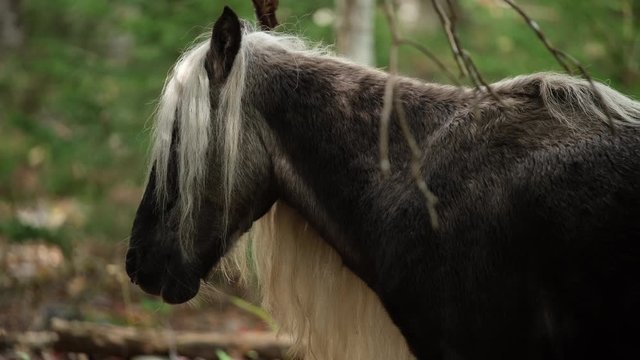 A stunningly beautiful dark wild pony with a magnificent long silver blonde mane and tail keeps a watchful eye on his herd in the forest of Grayson Highlands State Park, Virginia USA
