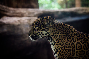 Fototapeta na wymiar Leopard in Costa Rica Animal Sanctuary
