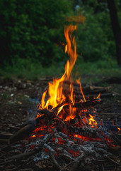 Bonfire in forest on green dark background. Small romantic fire flames. Wood campfire. Bright color. Adventure travel. Orange clear fireplace burning through wood. Vertical mobile wallpaper design