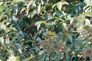 Birds of Queensland